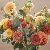 Daysy Poms Bun 7 stems