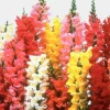 Snapdragon Solid colors