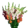 Snapdragon Assorted