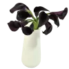 Deep purple