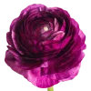 Elegance Malva