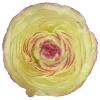 Light yellow
