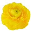 Elegance Yellow