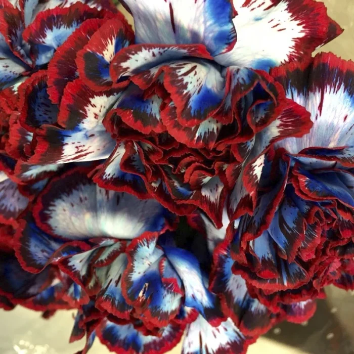 clavel14