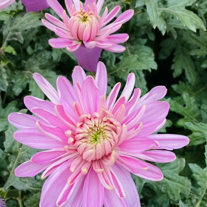 flower-1