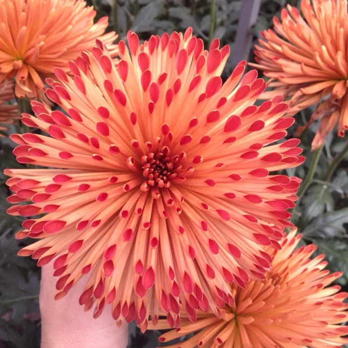flower-2