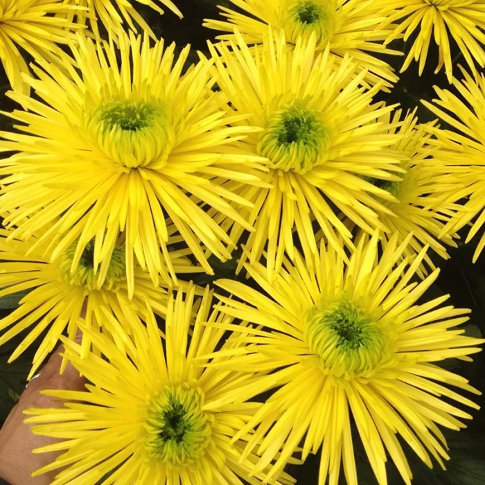 flower-3