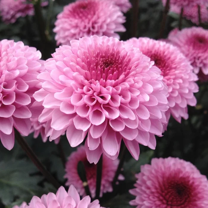 flower-4