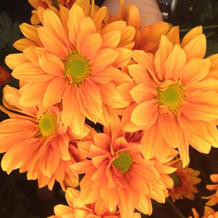 flower-5