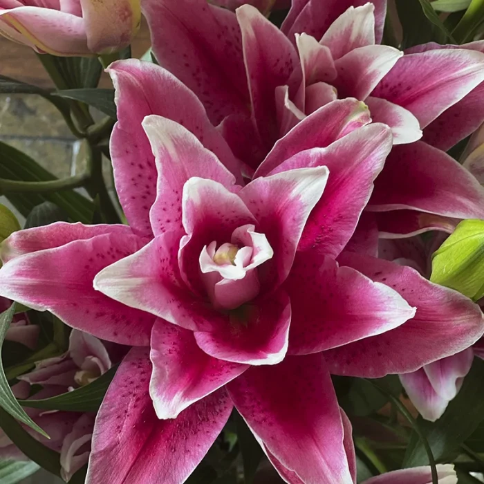 flowers-30