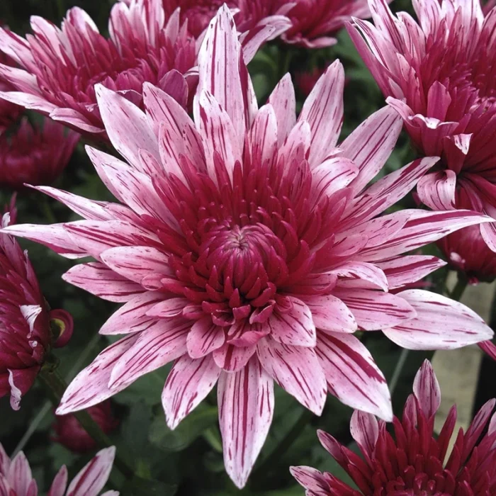 flowers44