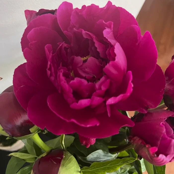 flowers62