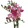Fressia pink