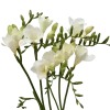 Fressia white