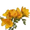 Fressia yellow