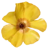 Ranunculus butterfly yellow