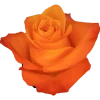 Aloha
