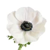 Anemona white