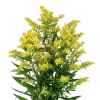 Solidago Yellow