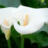 Natural White Regular C