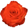 High & Orange