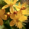 Hypericum