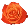 Orange Crush