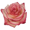 Paloma