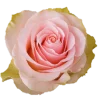Pink Amaretto