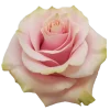 Pink Mondial
