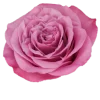Queens Crown