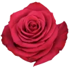 Roseberry