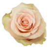 Salma