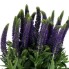 Veronicas violet