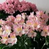 Alstroemeria Assorted colors