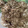 Terracota, Vintage, Premium Varieties