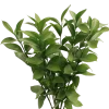 Ruscus