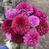 Disbud Assorted