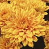 Disbud Solid Colors