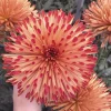 Novelty and Buttons Bun 7 stems