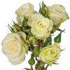 Floreana