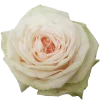 White Ohara